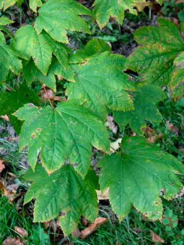 Acer circinatum